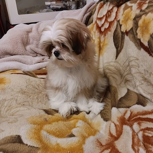 Vand catel shih tzu  - imagine 4