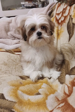 Vand catel shih tzu  - imagine 2