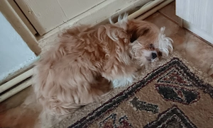 Vand catel shih tzu  - imagine 3