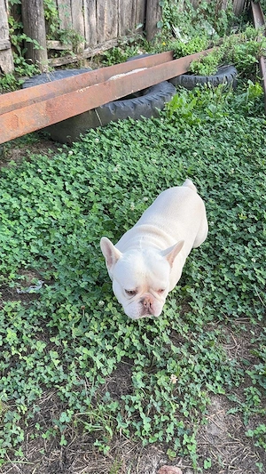 Bulldog francez platum