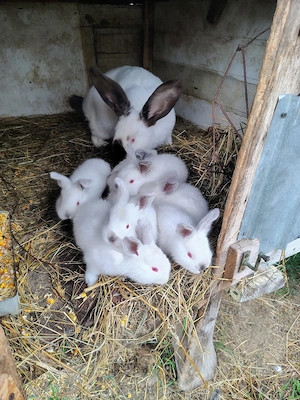 Iepurasi hycole francez si uriaș de transilvania  - imagine 4