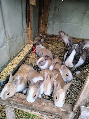 Iepurasi hycole francez si uriaș de transilvania 