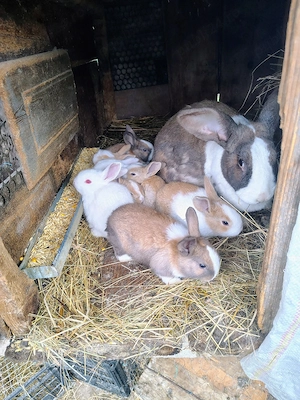 Iepurasi hycole francez si uriaș de transilvania  - imagine 3