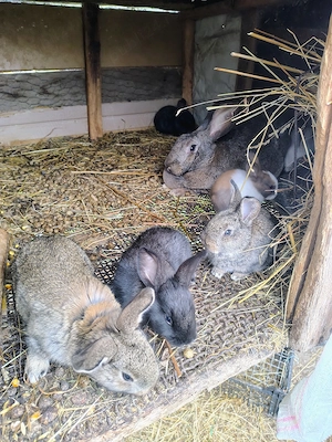 Iepurasi hycole francez si uriaș de transilvania  - imagine 5