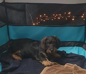 Un Minunat Exemplar Teckel Sarmos - imagine 3