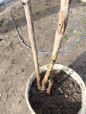 Arbore decorativ Ginkgo Biloba 