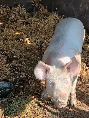 godinaci  porci - imagine 3