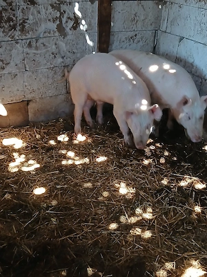 godinaci  porci - imagine 2