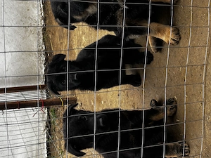 Pui Ciobanesc - imagine 4