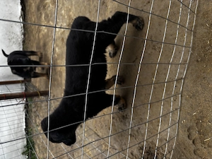 Pui Ciobanesc - imagine 2