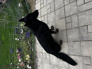 Pui Ciobanesc - imagine 3