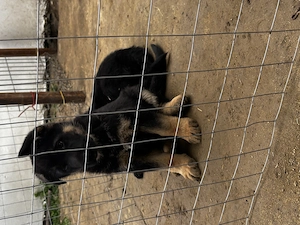 Pui Ciobanesc - imagine 5