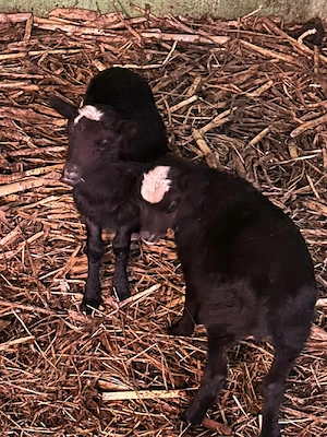  Berbecuț Romanov  - imagine 2