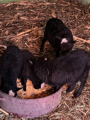  Berbecuț Romanov  - imagine 3