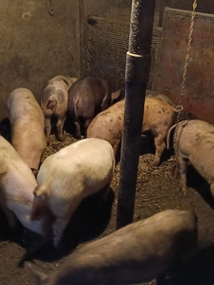 Purcei 3.....4  luni