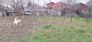 Casă de vânzare  - imagine 2