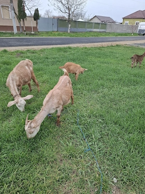 Capre prima fatare - imagine 5