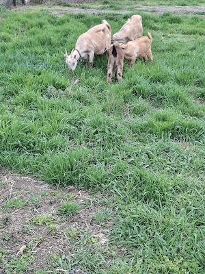 Capre prima fatare - imagine 2