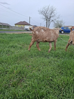 Capre prima fatare - imagine 3