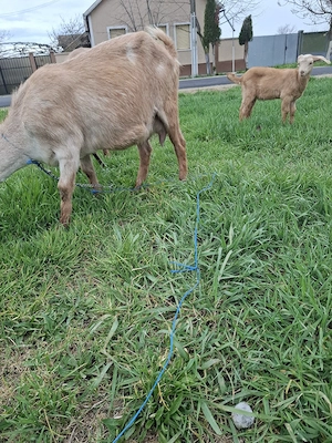 Capre prima fatare - imagine 4