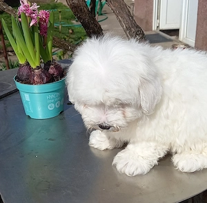Pui Bichon maltese 8 săptămâni  - imagine 3