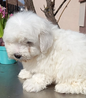 Pui Bichon maltese 8 săptămâni 