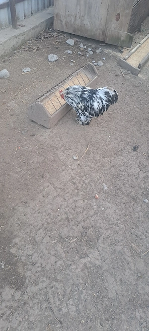 De vanzare. - imagine 2