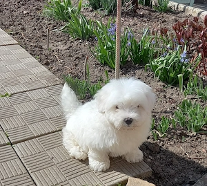 Pui Bichon maltese 8 săptămâni  - imagine 2