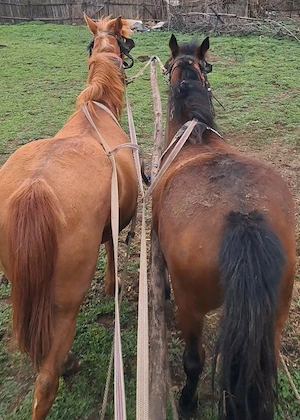 Vând iapă tanara - imagine 2