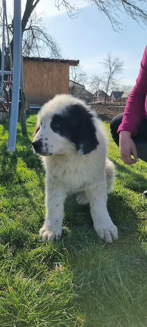 Femeluță Ciobănesc românesc de Bucovina  - imagine 3