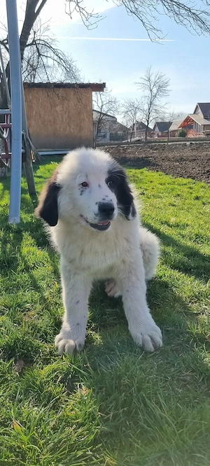 Femeluță Ciobănesc românesc de Bucovina  - imagine 5