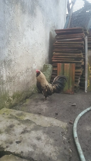 vind cocos pitic Ameraucana