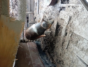 Purcea 160-170kg - imagine 2