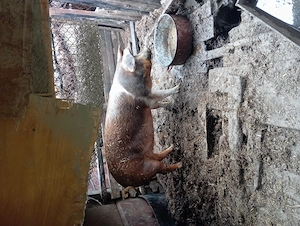 Purcea 160-170kg - imagine 3