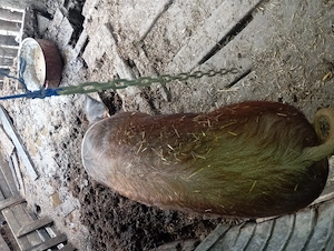 Purcea 160-170kg - imagine 5