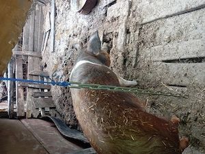 Purcea 160-170kg - imagine 4