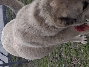 Femelă Kangal gestantă  - imagine 3