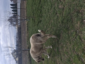 Femelă Kangal gestantă  - imagine 5