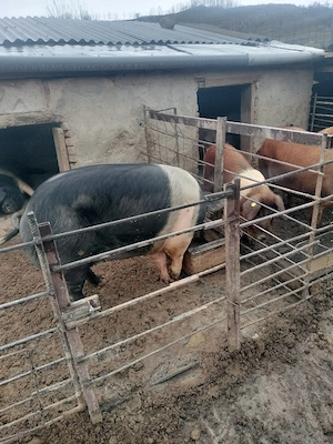 Porc gras de tăiat - imagine 2