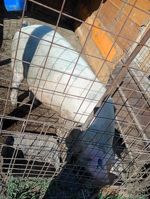 de vazare porci si trasport diverse  - imagine 5