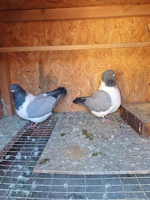 Porumbei strasseri talie mare - imagine 2