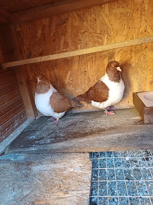 Porumbei strasseri talie mare - imagine 4