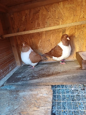 Porumbei strasseri talie mare - imagine 3