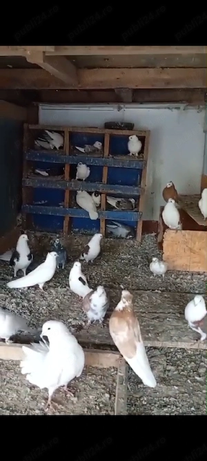 porumbei jucatori - imagine 2