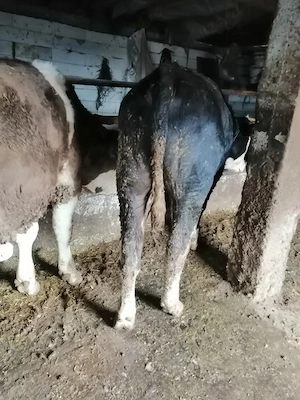 Vând doi viței rasă bălțat  - imagine 3