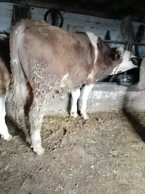 Vând doi viței rasă bălțat  - imagine 2