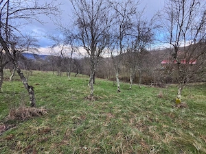 Teren intravilan de vânzare (Pausesti-Maglasi) - imagine 3