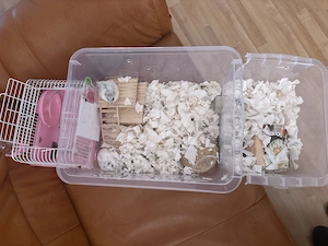 Doi hamsteri de vânzare  - imagine 2