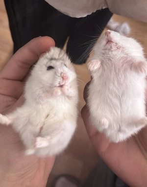 Doi hamsteri de vânzare  - imagine 3