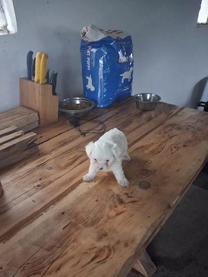 femela bishon! - imagine 2